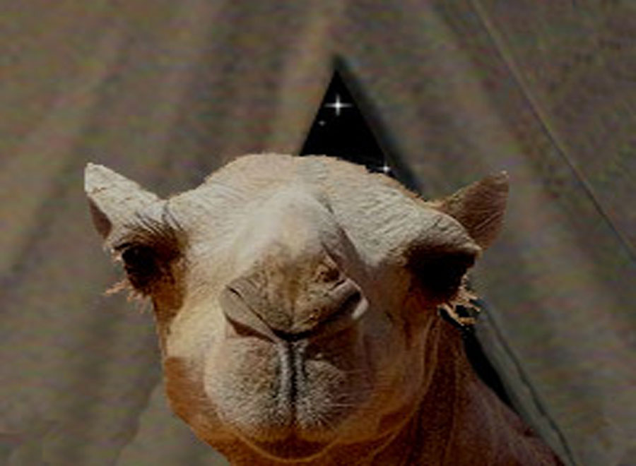 Camels Nose